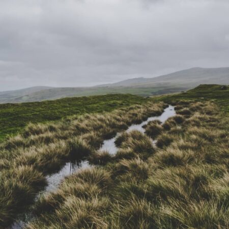Slika pokazuje maglovita tresišta koja predstavljaju glavno simbolično mesto radnje u romanu ,,Orkanski visovi”.