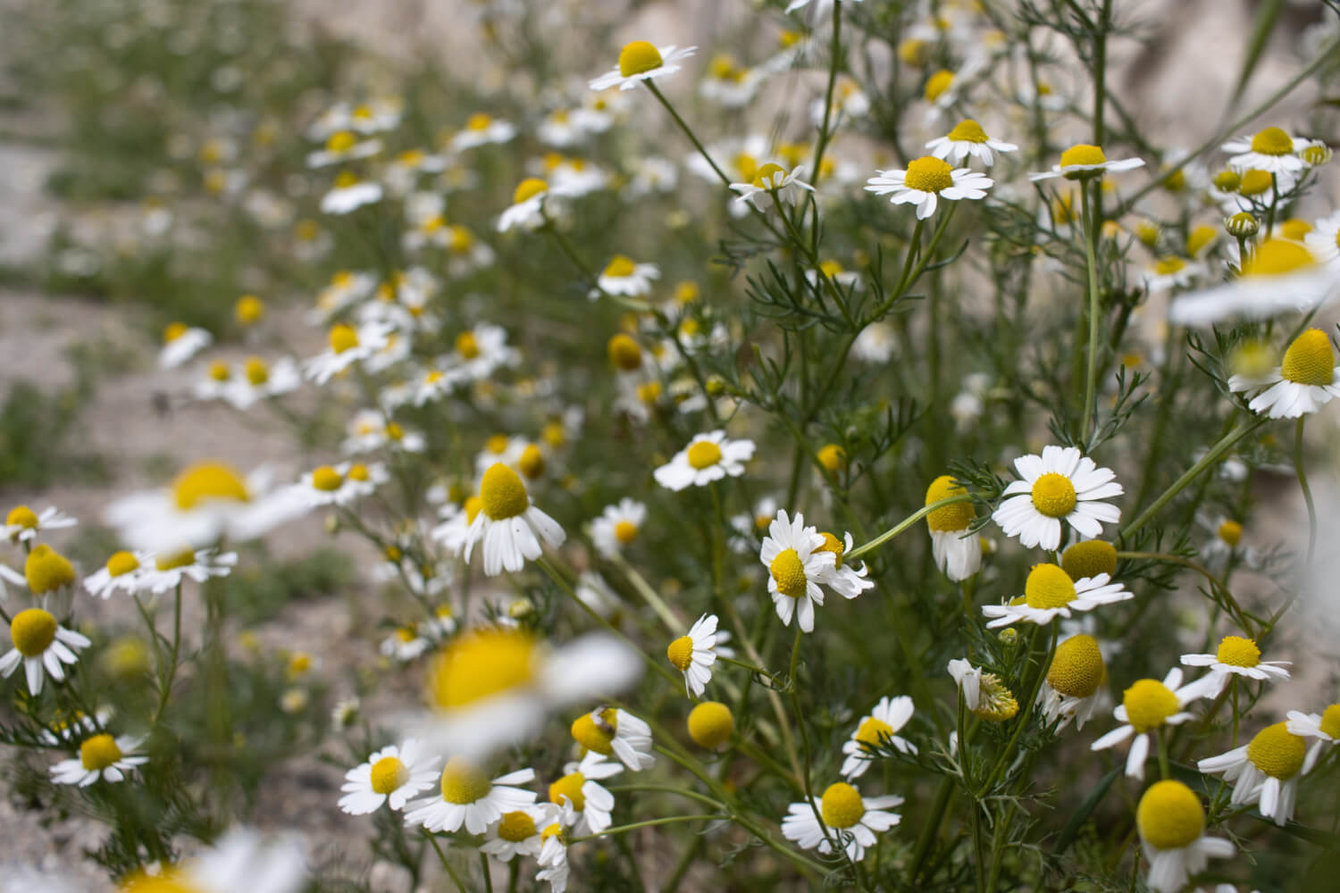 Slika pokazuje kako kamilica izgleda na livadi, sa belim malim cvetovima. 
