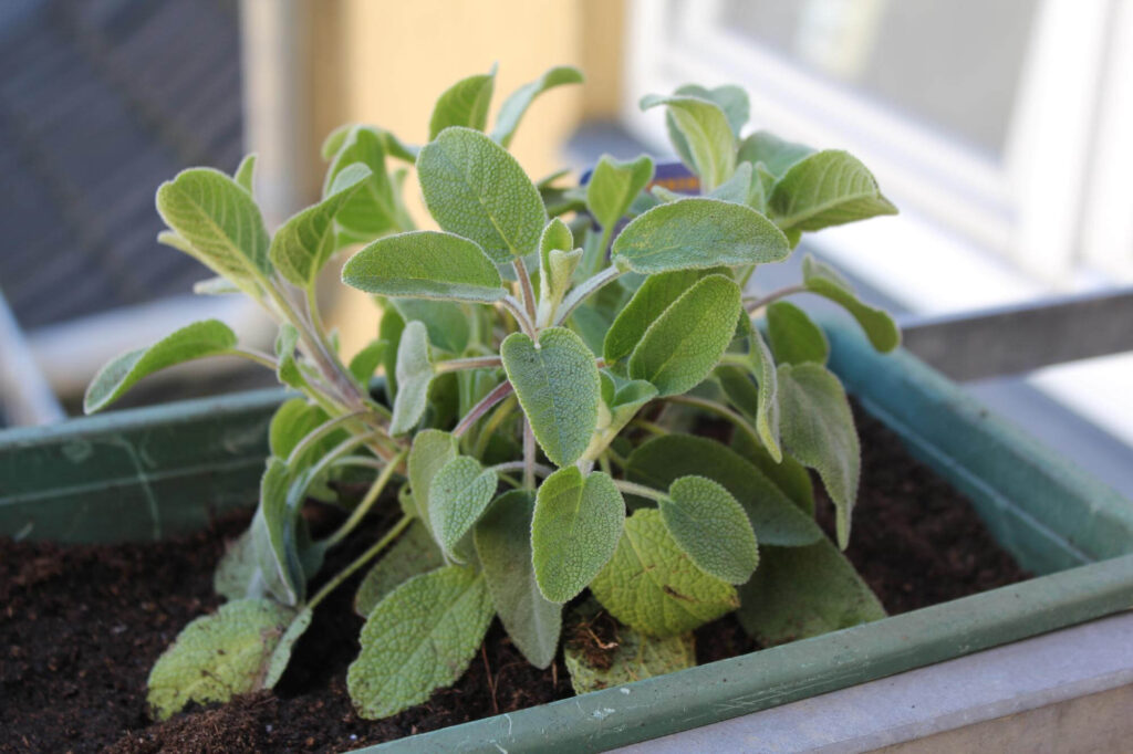 Na slici je žalfija posađena u žardinjeri.