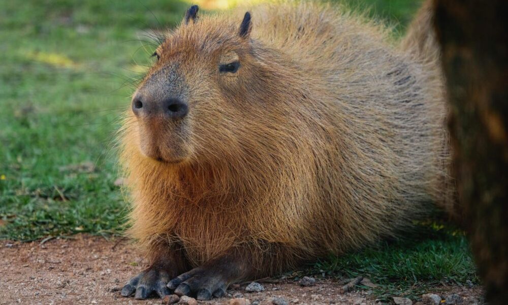 Kapibara na slici sedi sa ispruženim prednjim nogama.