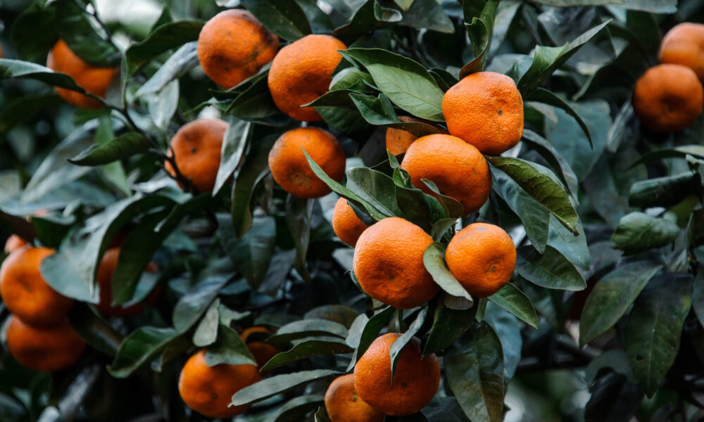 Mandarine na slici ilustruju naziv serije When Life Gives You Tangerines.